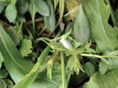 Mazus miquelii
