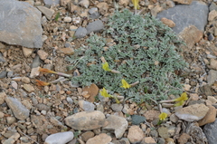 Astragalus tetrastichus