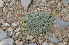 Astragalus tetrastichus