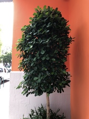 Ficus microcarpa