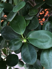 Ficus microcarpa