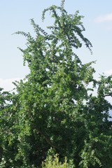 Canthium spinosum