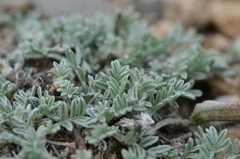 Astragalus tetrastichus