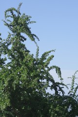 Canthium spinosum