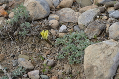 Astragalus tetrastichus
