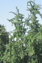 Canthium spinosum