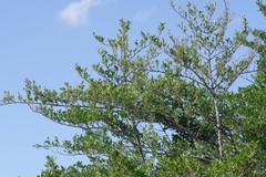 Afrocanthium mundianum