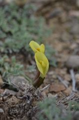 Astragalus tetrastichus