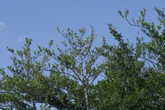 Afrocanthium mundianum