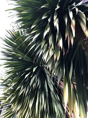 Cordyline australis