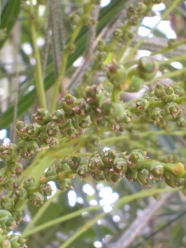 Phoenix roebelenii