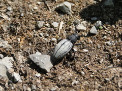 Dorcadion fuliginator