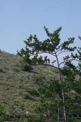 Afrocanthium mundianum