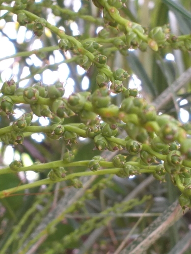 Phoenix roebelenii