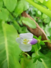 Mazus miquelii