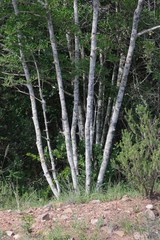 Afrocanthium mundianum