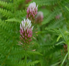 Trifolium incarnatum molinerii