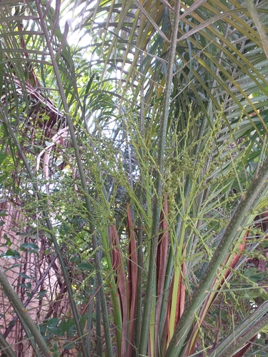 Phoenix roebelenii