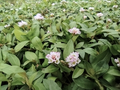Persicaria criopolitana