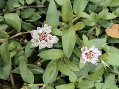 Persicaria criopolitana