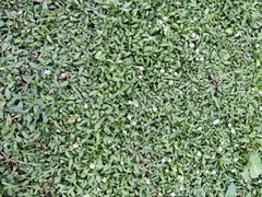 Persicaria criopolitana