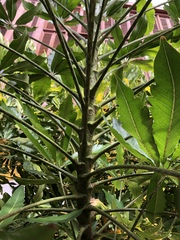 Plerandra elegantissima