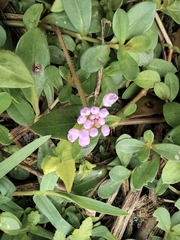 Persicaria criopolitana