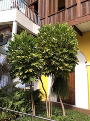Plerandra elegantissima