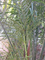Phoenix roebelenii