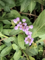 Persicaria criopolitana