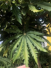 Plerandra elegantissima