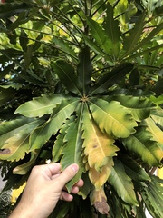 Plerandra elegantissima