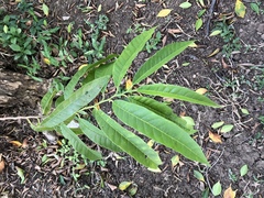 Annona reticulata