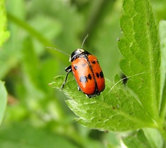 Cryptocephalus octopunctatus