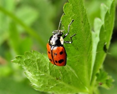 Cryptocephalus octopunctatus