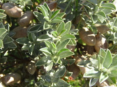 Podalyria sericea