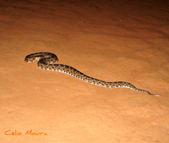 Bothrops