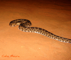 Bothrops