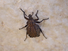 Brachycerus undatus