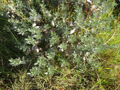 Podalyria sericea