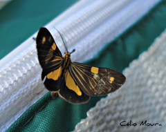 Phaeochlaena lampra