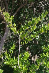 Afrocanthium mundianum
