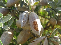 Podalyria sericea