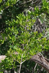 Afrocanthium mundianum