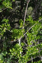 Afrocanthium mundianum