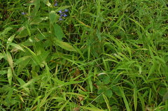 Leersia