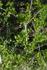 Afrocanthium mundianum