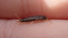 Lepisma