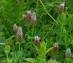 Trifolium incarnatum molinerii