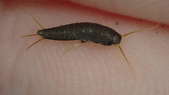 Lepisma